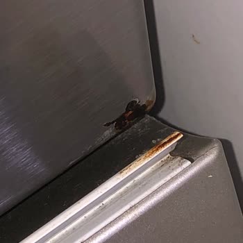 Bosch Bulaşık Makinesi Paslanma Sorunu Ve Yetersiz Servis Desteği