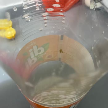 Soğuk Çayda Kurt Şoku