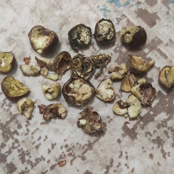 BİM'den Aldığım Kestaneler Çürük Çıktı