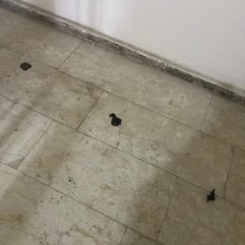 Aidat Ödemelerine Rağmen Hizmet Alamıyoruz