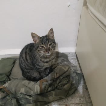 Smule'de Adil Olmayan Trend Seçimleri Ve Ayrımcılık