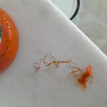 Penguen Lutenitsa Sosunda Hijyen Skandalı