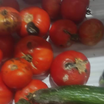 Bosch Yetkili Servis Sorunu: Buzdolabı Soğutmuyor