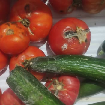 Bosch Yetkili Servis Sorunu: Buzdolabı Soğutmuyor