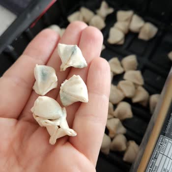 Harras Küflü Mantı Şoku: Sağlığımız Tehlikede!