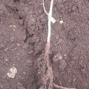 Yanıltıcı Fidan Satışı Ve Müşteri Memnuniyetsizliği