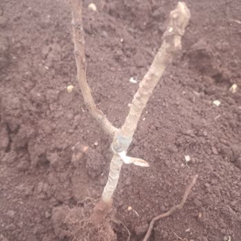 Yanıltıcı Fidan Satışı Ve Müşteri Memnuniyetsizliği