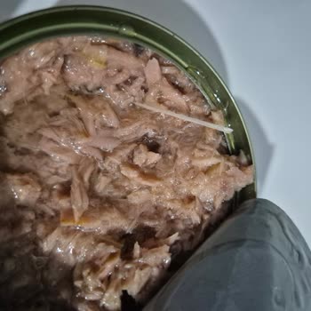 Ton Balığı İçinden Çıkan Kılçık Tehlikesi