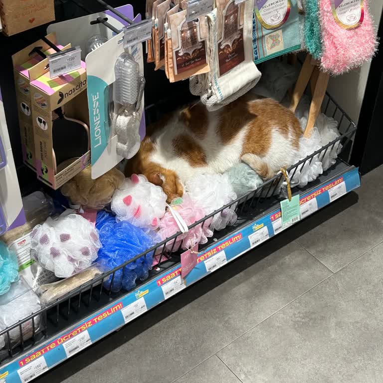 Watsons Şirinevler Şubesinde Hijyen Sorunu: Kediler Ürünlerin Üzerinde