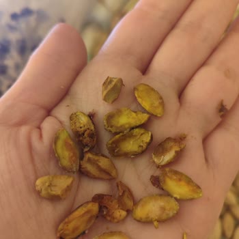 Kalitesiz Antep Fıstıkları Ve Aflatoksin Endişesi