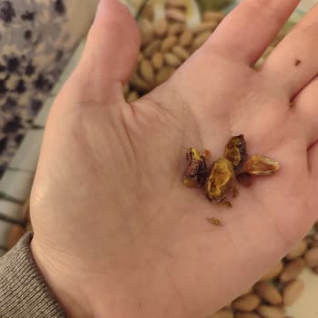 Kalitesiz Antep Fıstıkları Ve Aflatoksin Endişesi