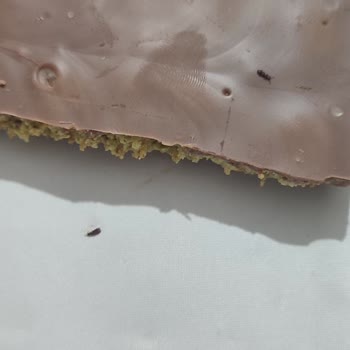 Çikolata İçinden Canlı Böcek Çıktı!