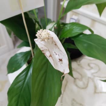 Çiçek Sepeti'nden Solmuş Çiçekler Ve Mahremiyet Sorunu