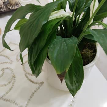 Çiçek Sepeti'nden Solmuş Çiçekler Ve Mahremiyet Sorunu