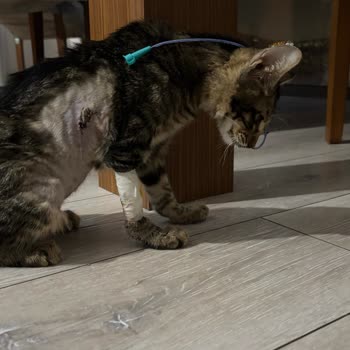 Veteriner Kliniğinde İhmalkarlık Ve Yanlış Tedavi Sonucu Acı Kaybımız