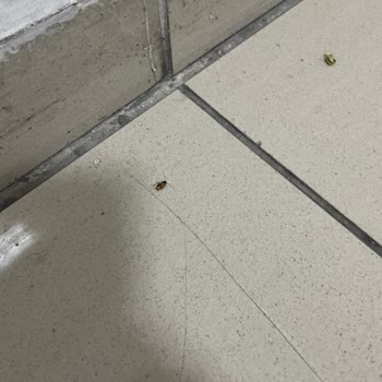 Kayseri Devlet Hastanesi'nde Böcek Sorunu Ve Hijyen Eksikliği