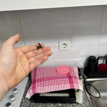 Hakmar'dan Alınan Sandviç Ekmeğinde Hijyen Sorunu