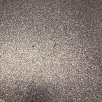 Karaca Ürün Kalitesi Ve Müşteri Hizmetleri Sorunu