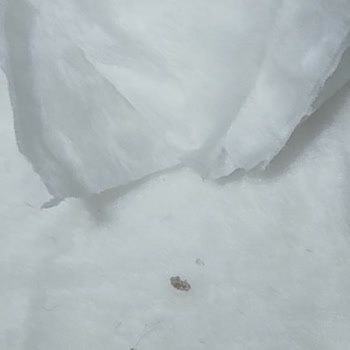 Görünmeyen Deri Sorunu Ve Çaresizliği