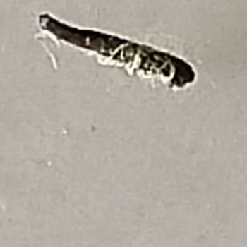 Görünmeyen Deri Sorunu Ve Çaresizliği