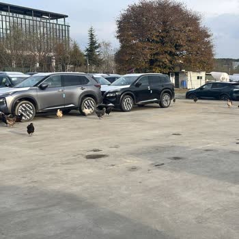Citroen Bayisinde Teslimat Kabusu: Çizikler Ve İletişim Sorunları