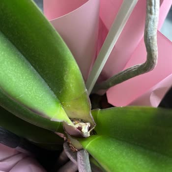 Çiçek Sepeti'nde Hayal Kırıklığı: Sararmış Orkide Ve Yanıtsız Talepler