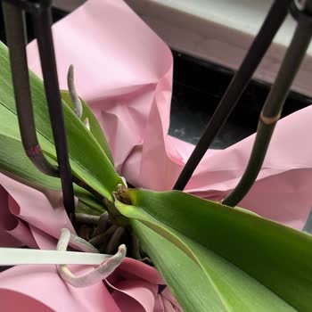 Çiçek Sepeti'nde Hayal Kırıklığı: Sararmış Orkide Ve Yanıtsız Talepler