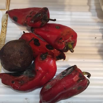 Siemens Buzdolabı Hayal Kırıklığı: Meyve Ve Sebzeler Çöp Oluyor