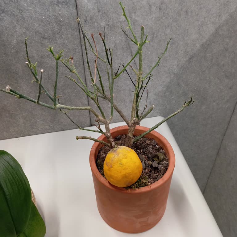 Limon Ağacı Teslimat Ve Kalite Sorunu