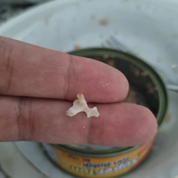 Superfresh Ton Balığı İçinden Çıkan Tehlikeli Yabancı Madde