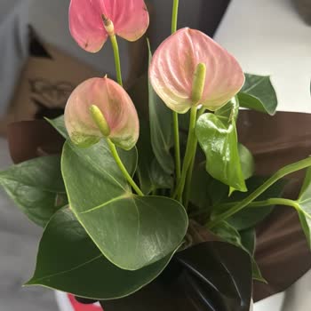 Yanlış Ürün Teslimatı Ve İletişim Sorunları