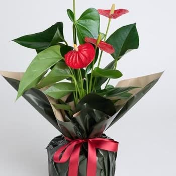 Yanlış Ürün Teslimatı Ve İletişim Sorunları