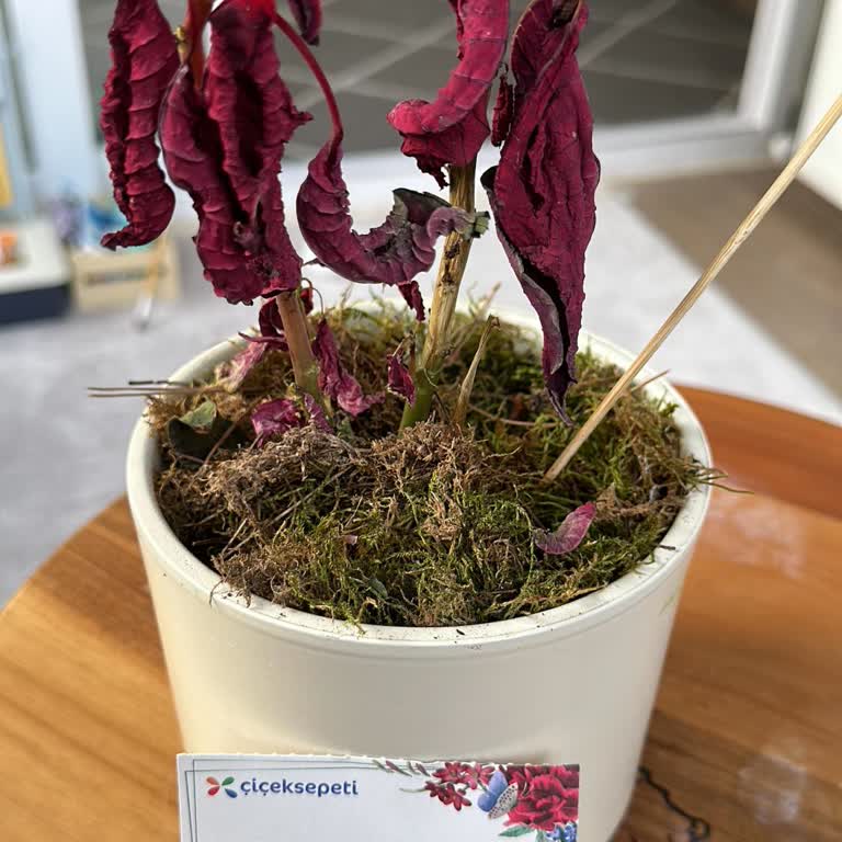 Çiçek Sepeti'nden Solmuş Çiçek Sorunu