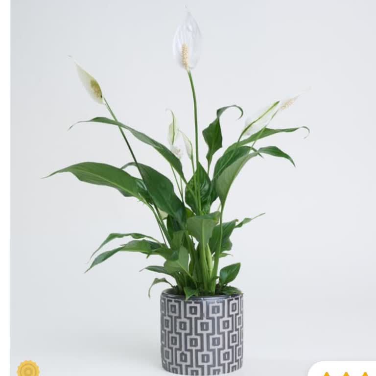 Çiçek Sepeti Teslimat Sorunu: Müşteri Hizmetleri Cevap Vermiyor