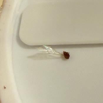 Dermokil Kil Maskesi'nde Hijyen Skandalı!