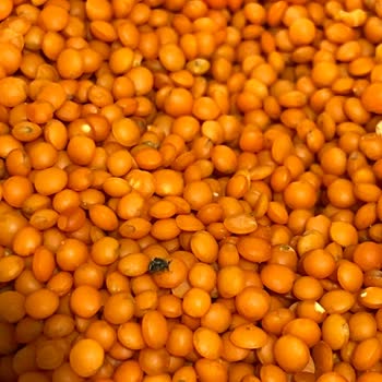 Bayat Mercimekten Çıkan Böcekler Güvenimi Sarstı