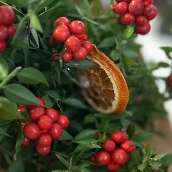 Taze Çiçek | Tazecicek.com Kokina Buket Çiçeği Hayal Kırıklığı: Gerçek Çiçek Beklentisi Boşa Çıktı