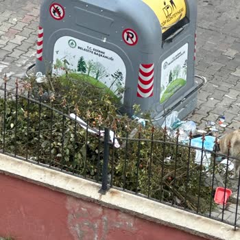 Edirne'de Çöp Sorunu: Toplanmayan Atıklar Ve Uygunsuz Konumlandırma