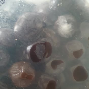 Tukaş Zeytin Küf Skandalı Ve Yetersiz Telafi