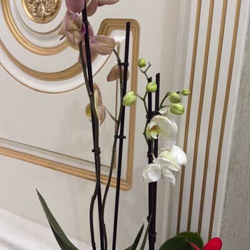 Doğum Günü İçin Gelen Çiçekler Hayal Kırıklığı Yarattı