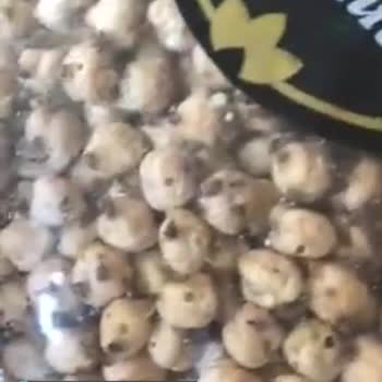 Rençber Nohut Böcekli Çıktı