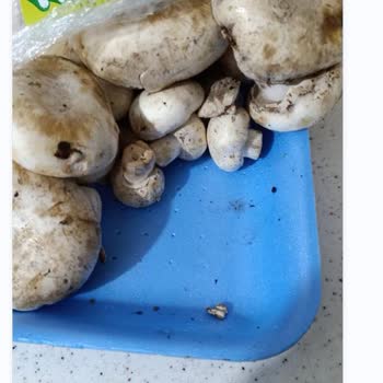 Yanıltıcı Ürün Sunumu: Beklentilerin Altında Kalan Mantarlar