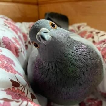 Vodafone'un Çekim Problemi Ve Müşteri Hizmetleri Hayal Kırıklığı