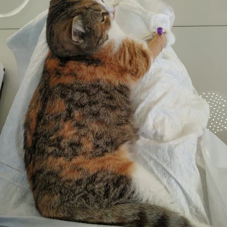 Veterinerde İhmal: Kedimizin Acı Dolu Kaybı