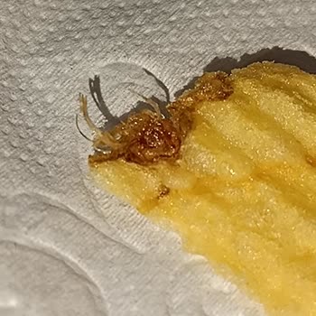 Cips Paketinde Örümcek Şoku!