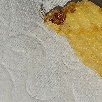 Cips Paketinde Örümcek Şoku!