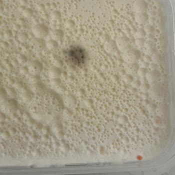 Küflü Ürün Şoku: A101'den Aldığım Kaymak