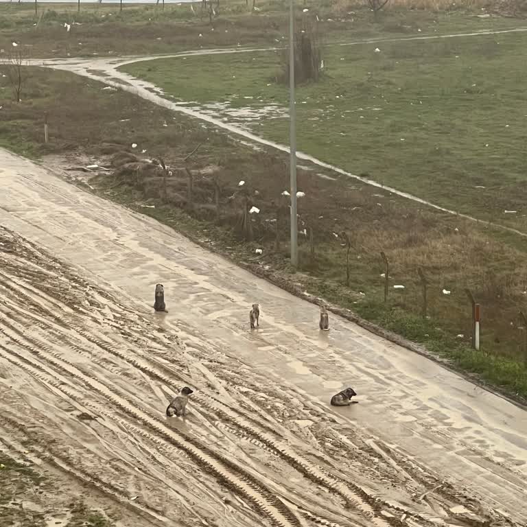 Mahallemizdeki Köpek Sorunu Acil Çözüm Bekliyor