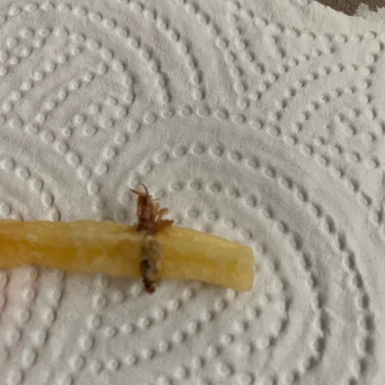 Yemeksepeti Ve Burger King Siparişinde Böcek Şoku