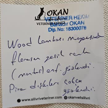 Sağlıksız Kedi Satışı Ve İlgisiz Satıcılar